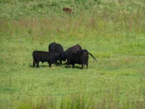 Galloway-koe met stiertjes
