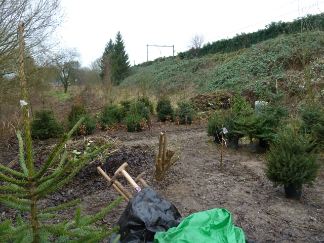 Een bosje kerstbomen