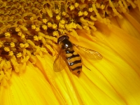 Bij op zonnenbloem